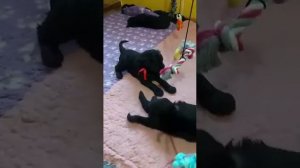 Щенки Русского черного терьера В-помет рождённый 02.03.2022 г.(возраст 1 месяц)