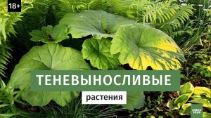 Теневой цветник. Что посадить в тени.