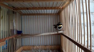 Желтогорлая овсянка