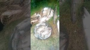 Рыбалка на чарыше в 2019