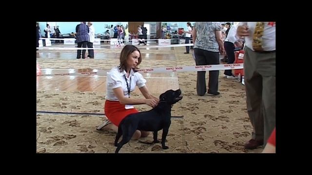Национальная выставка стаффордширских бультерьеров 8.06.13, г Новосибирск смотреть онлайн