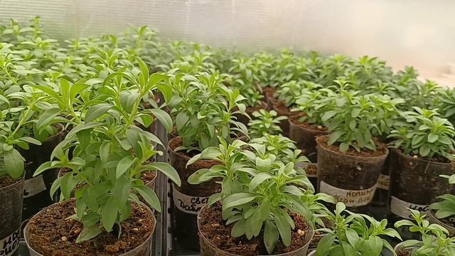 🌸Калибрахоа-обзор по сортам. 🌸Немного своих набоюдений🌸 смотреть онлайн