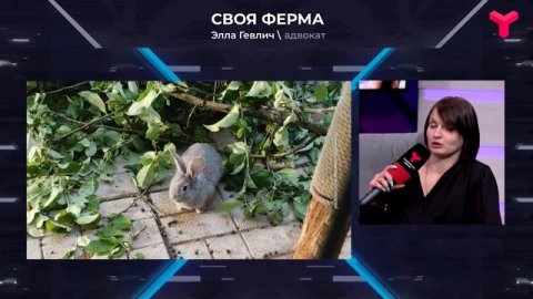 Где можно содержать животных?