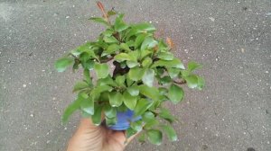 Айва японская бонсай.