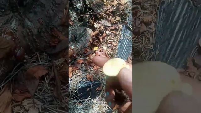 Red reishi Mushroom of immortality смотреть онлайн