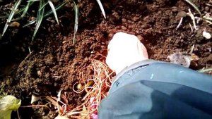 Посадка ЦИКЛАМЕНОВ