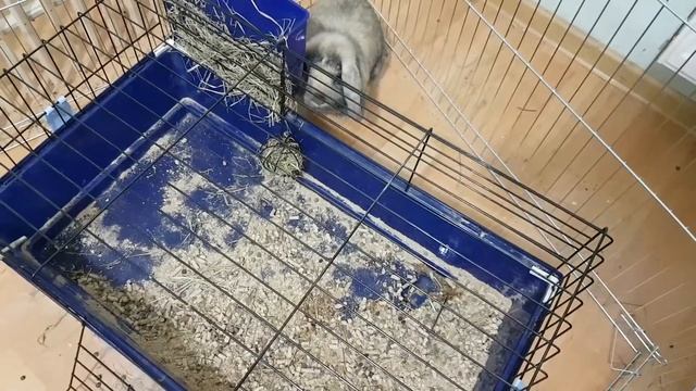 ЧТО СЛУЧИЛОСЬ С КРОЛИКОМ ЛЁЛИКОМ? Кот Макс и Баффи снова друзья. смотреть онлайн