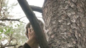 Детеныш совы выпала из гнезда.Что нужно делать в таком случае?