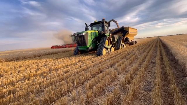 Wheat harvest 2022 darling downs QLD Australia