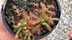 How to Make 50+ Plants from One - Propagating Drosera (Sundews, fly traps)