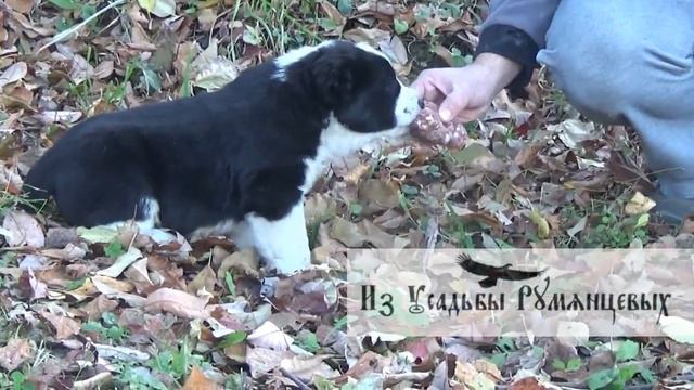 мальчик 5 (5 нед) "Из Усадьбы Румянцевых" смотреть онлайн