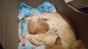 Розыгрыш котят мейн-кун