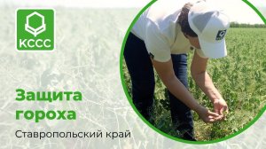 Защита гороха в Ставропольском крае