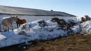 Быки на откорме. Быки Шароле. Быки и коровы. КРС. МЭЦ. Ферма