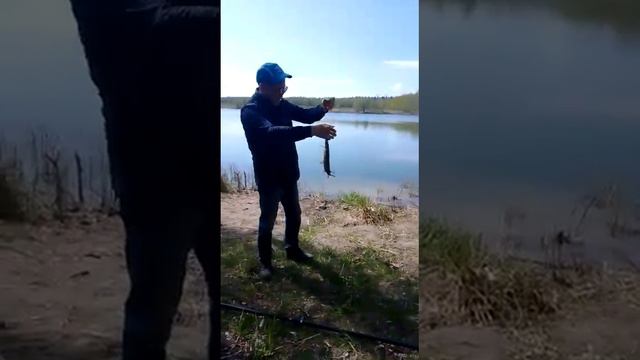 отдых рыбалка. 13.05.2023 г. п. Лепсари смотреть онлайн