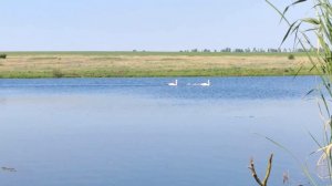 Ловлю красноперку на поплавочку. Рыбалка на удочку. Красноперка на поплавок.