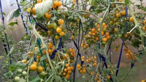 Томат Черри КРАСКИ