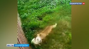 Лиса, ворующая кур в Башкирии, попала на видео