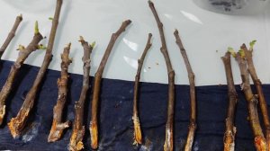 Инжир. Лёгкий способ укоренить черенки инжира. Как укоренить инжир.