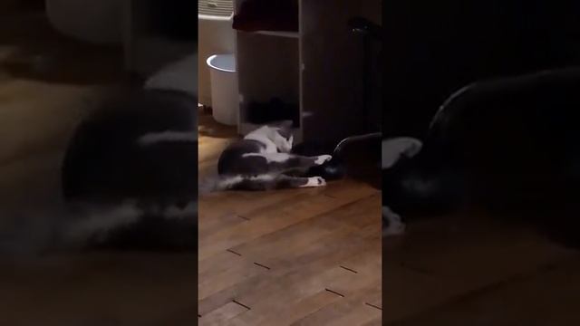 Игрушка для домашних животных  https:2my.siteJ91iWcm