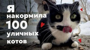 Русский Hello Street Cat или как я накормила 100 уличных котов !