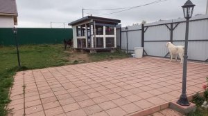 Алабай охраняет