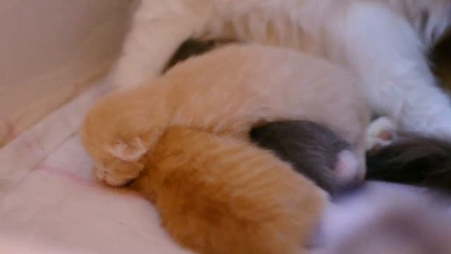 Kitties смотреть онлайн