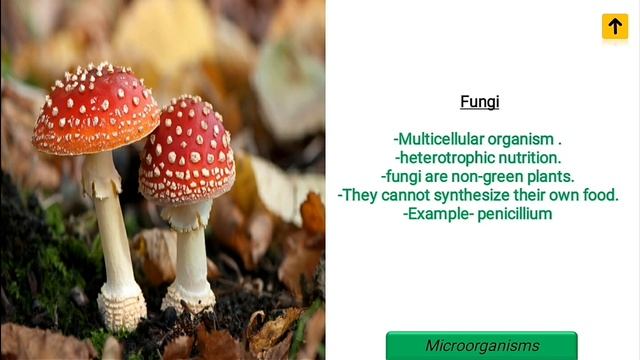 Microorganisms (सूक्ष्मजीव) | Bacteria,fungi,algae,virus,protozoa | class 8th science | cbse смотреть онлайн