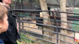 ШОК ‼️ШИМПАНЗЕ ? РАЗБУШЕВАЛСЯ ОБЛИЛ ВСЕХ ФАНТОЙ И РАЗОГНАЛ .Зоопарк Сказка.