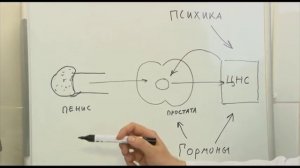 Преждевременное семяизвержение | Преждевременная эякуляция