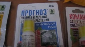 Уход за розами: как избавиться от тли, мучнистой росы, трипсов и пр.