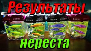 Результаты нового способа разведения данио!
