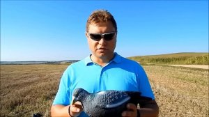 Полевой обзор чучел вяхиря.