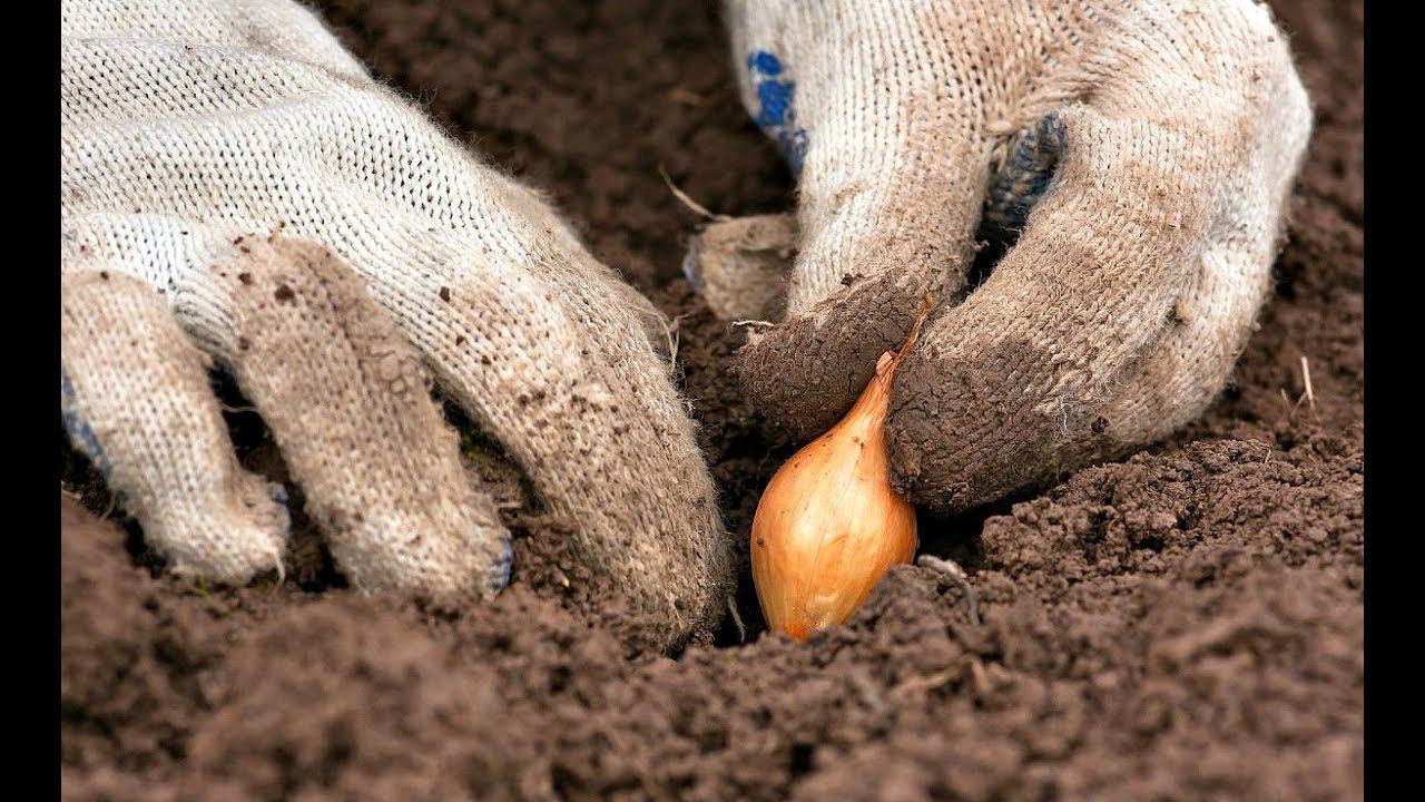Лук севок штутгартер описание сорта. Штутгартер лук севок под зиму когда сажать. Штутгартер лук севок под зиму когда сажать. Штутгартер лук севок под зиму когда сажать. Почему стрелкуется семейный лук.
