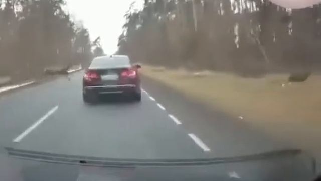 Столкновение автомобиля со стадом оленей смотреть онлайн