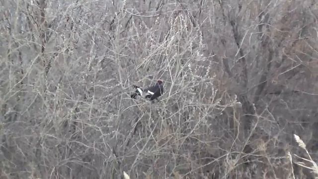 Косач смотреть онлайн