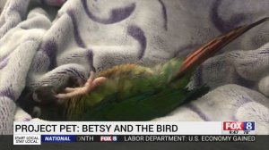 Project Pet: Betsy and the bird