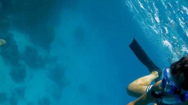 Черепаха обкакалась смотреть онлайн