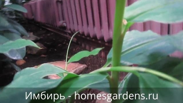 Выращиваем имбирь в домашних условиях