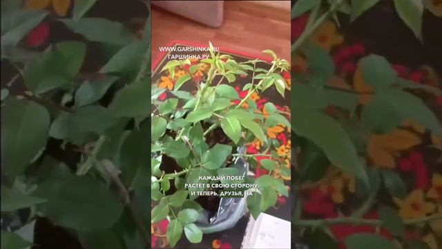 Как сформировать розу при весенней посадке? 🌹🌱 смотреть онлайн