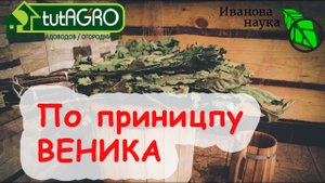 От МУРАВЬЕВ и ТЛЕЙ используйте БЕСПЛАТНОЕ СРЕДСТВО! Изгнание болезней и вредителей банным настоем.