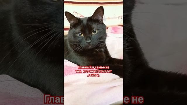 главный в семье ? #cat #юмор