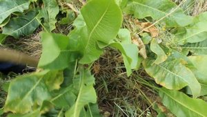 Могучий Сибирский хрен копаем в поле