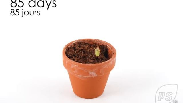 Cactus смотреть онлайн