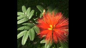 Уход.  Кальцеолярия.  Каллиандра