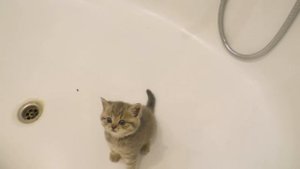 Kitten does not want to bath and meows loudly