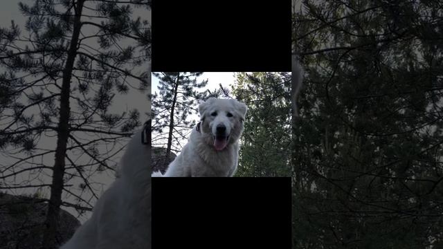 Маремма-абруццкая овчарка смотреть онлайн