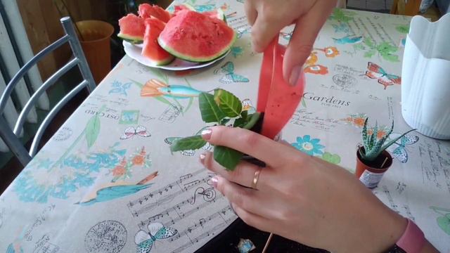 Пересадка ростков глоксинии 🌱🌺😍! Результат после пересадки😒