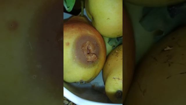 Червяк и груша смотреть онлайн