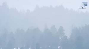 БИЗОНЫ - Гангстеры Северной Америки, Бизон против медведя,волков и кайота